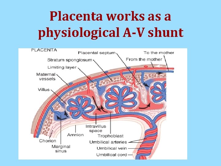 Placenta works as a physiological A-V shunt Placenta works as a physiological A-V shunt