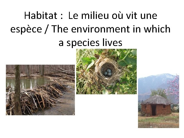 Habitat : Le milieu où vit une espèce / The environment in which a