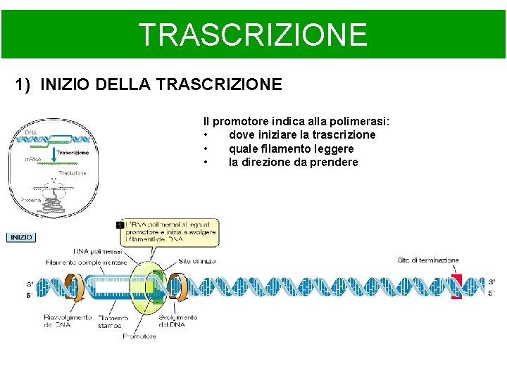 TRASCRIZIONE 1) INIZIO DELLA TRASCRIZIONE Il promotore indica alla polimerasi: • dove iniziare la