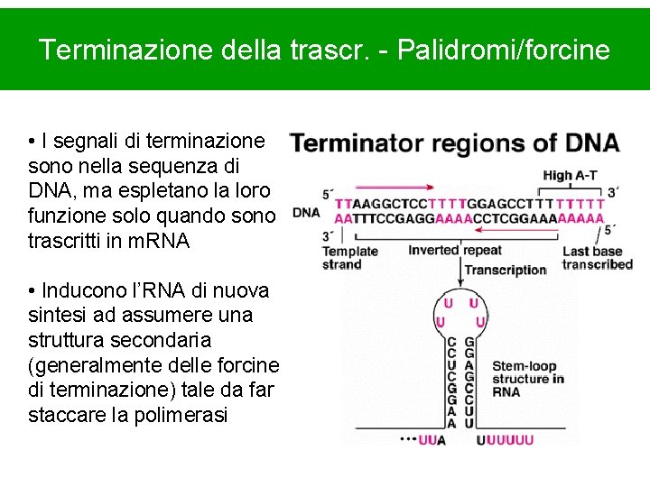 Terminazione della trascr. - Palidromi/forcine • I segnali di terminazione sono nella sequenza di