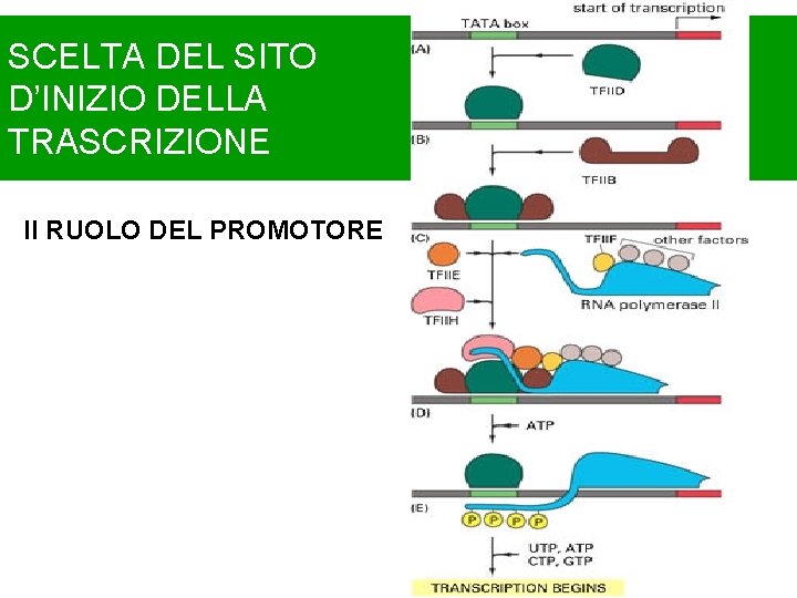 SCELTA DEL SITO D’INIZIO DELLA TRASCRIZIONE Il RUOLO DEL PROMOTORE 