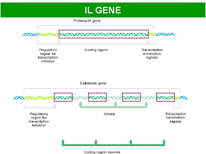 IL GENE 