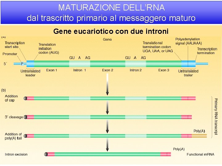 MATURAZIONE DELL’RNA dal trascritto primario al messaggero maturo Gene eucariotico con due introni 