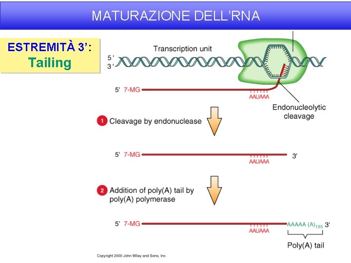 MATURAZIONE DELL’RNA ESTREMITÀ 3’: Tailing 