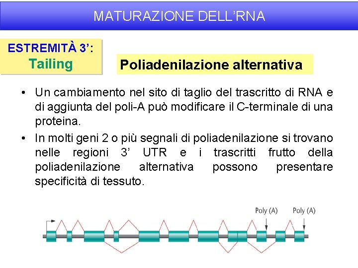 MATURAZIONE DELL’RNA ESTREMITÀ 3’: Tailing Poliadenilazione alternativa • Un cambiamento nel sito di taglio