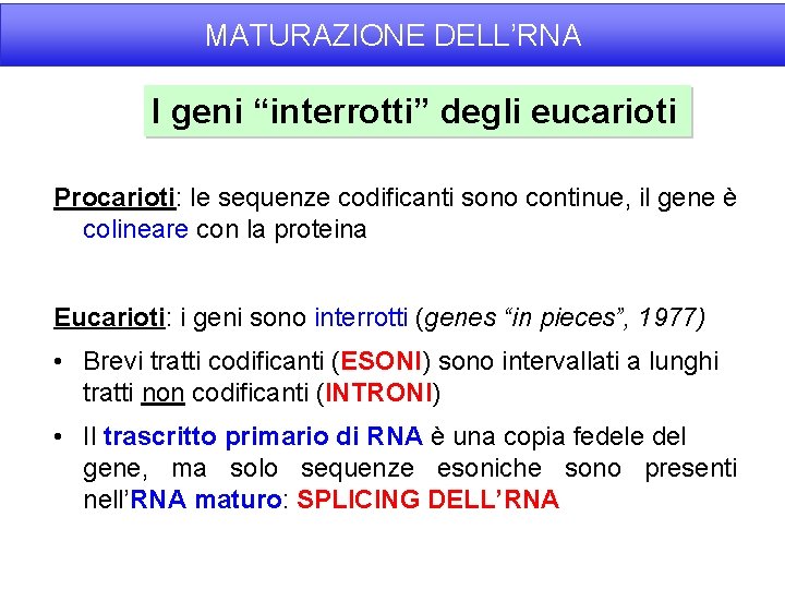 MATURAZIONE DELL’RNA I geni “interrotti” degli eucarioti Procarioti: le sequenze codificanti sono continue, il
