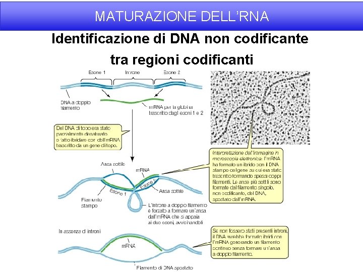 MATURAZIONE DELL’RNA Identificazione di DNA non codificante tra regioni codificanti 