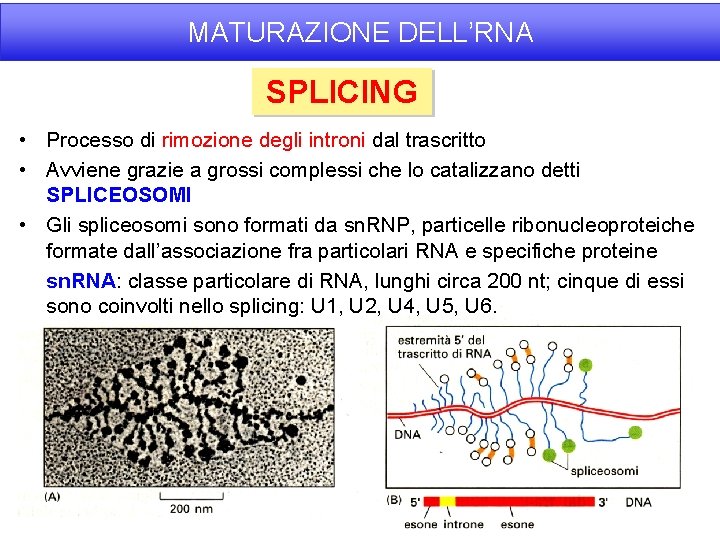 MATURAZIONE DELL’RNA SPLICING • Processo di rimozione degli introni dal trascritto • Avviene grazie