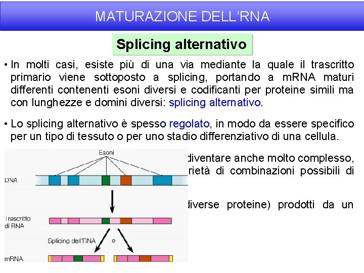 MATURAZIONE DELL’RNA Splicing alternativo • In molti casi, esiste più di una via mediante