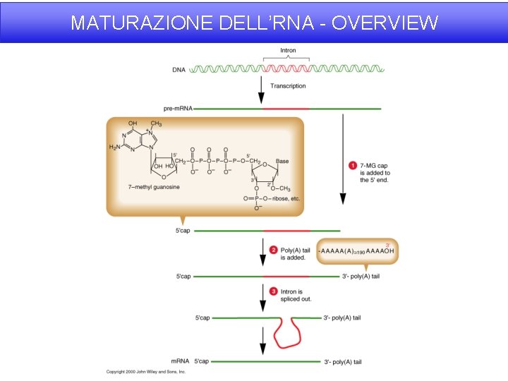 MATURAZIONE DELL’RNA - OVERVIEW 