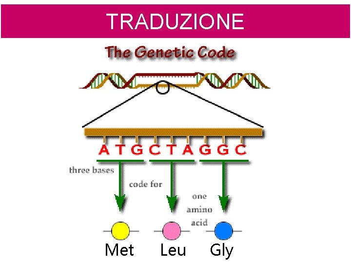 TRADUZIONE Met Leu Gly 