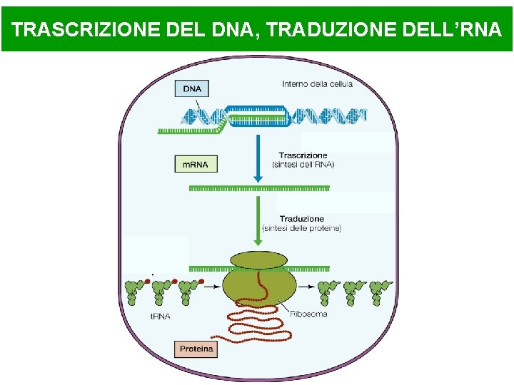 TRASCRIZIONE DEL DNA, TRADUZIONE DELL’RNA 