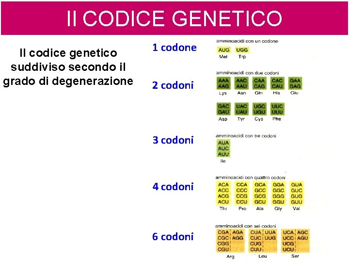 Il CODICE GENETICO Il codice genetico suddiviso secondo il grado di degenerazione 1 codone