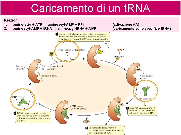 Caricamento di un t. RNA Reazioni: 1. amino acid + ATP → aminoacyl-AMP +