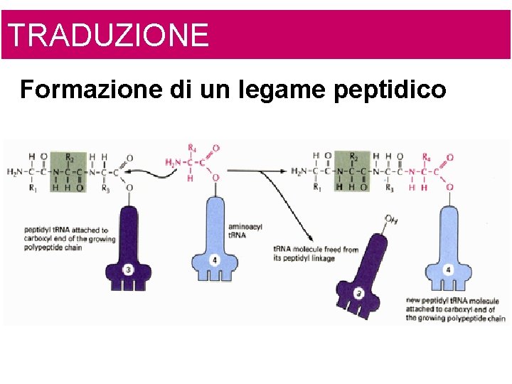 TRADUZIONE Formazione di un legame peptidico 