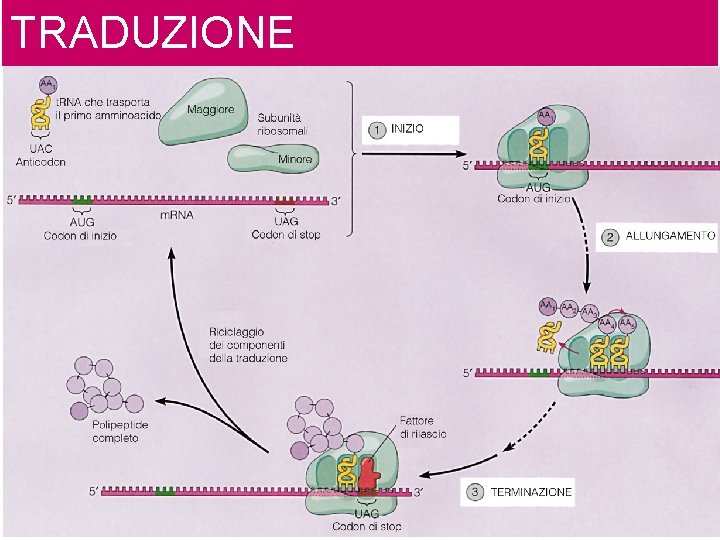 TRADUZIONE 