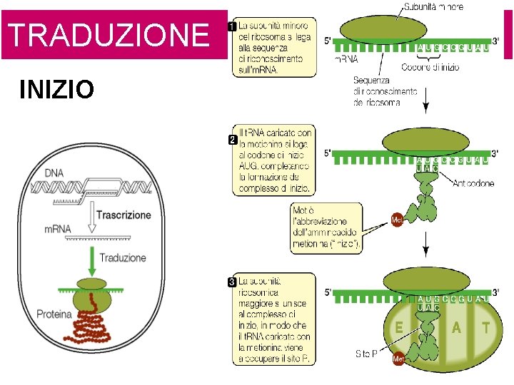 TRADUZIONE INIZIO TRADUZIONE INIZIO