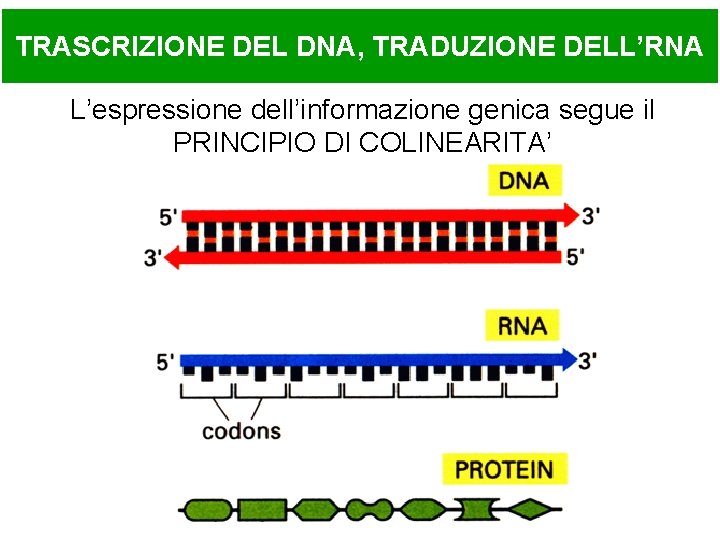 TRASCRIZIONE DEL DNA, TRADUZIONE DELL’RNA L’espressione dell’informazione genica segue il PRINCIPIO DI COLINEARITA’ 