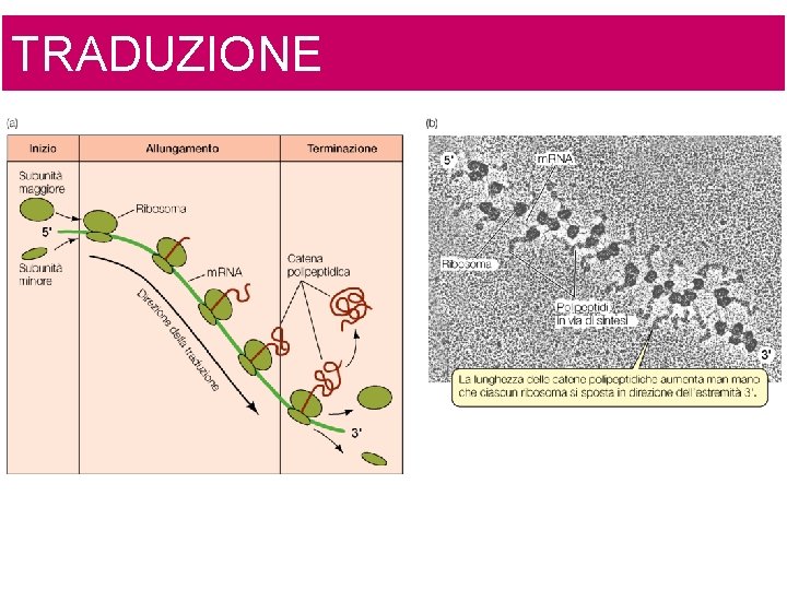 TRADUZIONE 