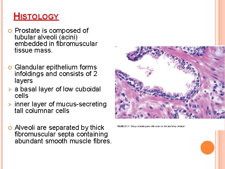 HISTOLOGY Prostate is composed of tubular alveoli (acini) embedded in fibromuscular tissue mass. Glandular