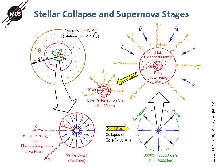 M 05 Stellar Collapse and Supernova Stages Adapted from A. Burrows (1990) M 05 Stellar Collapse and Supernova Stages Adapted from A. Burrows (1990)