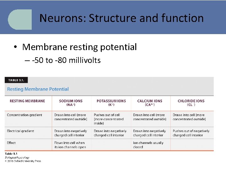 Neurons: Structure and function • Membrane resting potential – -50 to -80 millivolts 