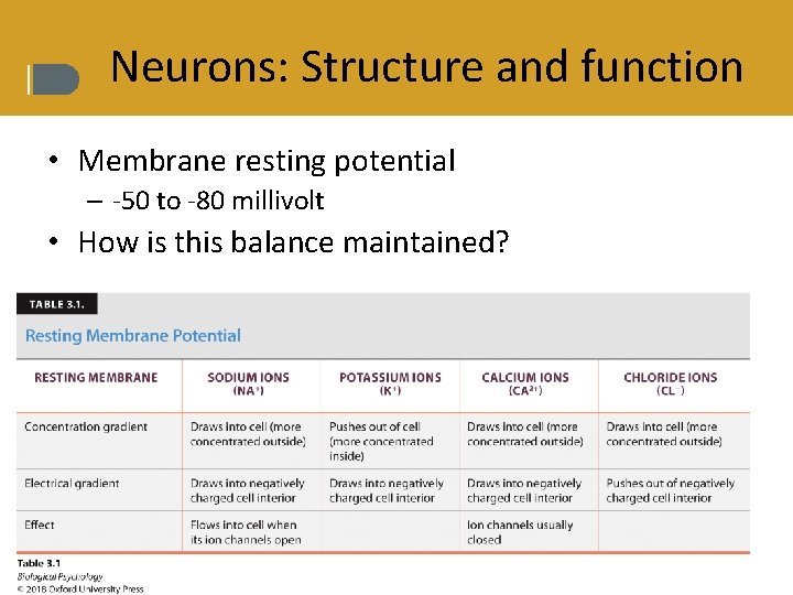 Neurons: Structure and function • Membrane resting potential – -50 to -80 millivolt •
