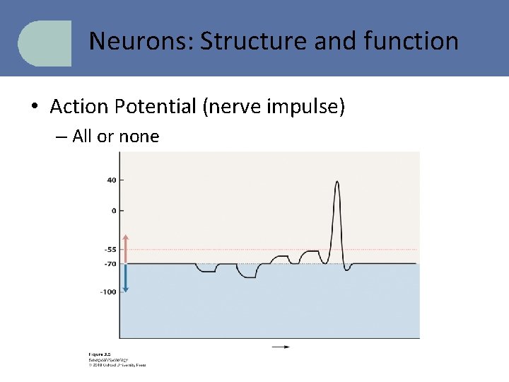 Neurons: Structure and function • Action Potential (nerve impulse) – All or none 