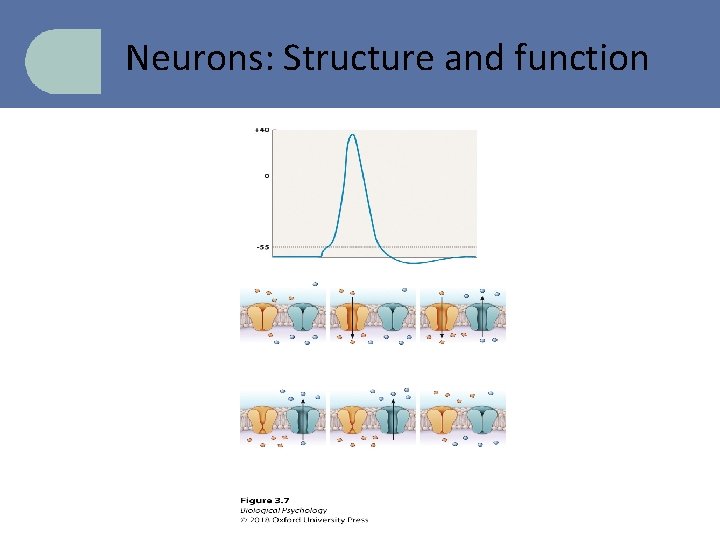 Neurons: Structure and function 
