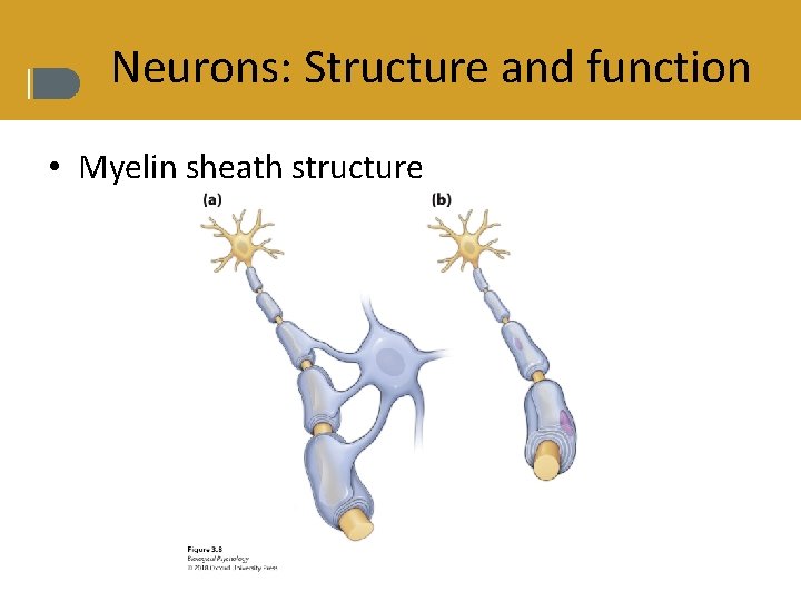 Neurons: Structure and function • Myelin sheath structure 