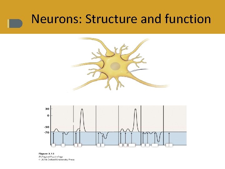 Neurons: Structure and function 