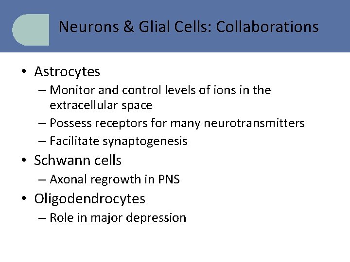 Neurons & Glial Cells: Collaborations • Astrocytes – Monitor and control levels of ions