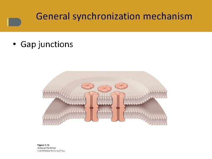 General synchronization mechanism • Gap junctions 