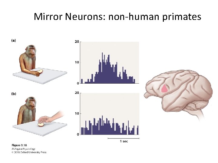 Mirror Neurons: non-human primates 