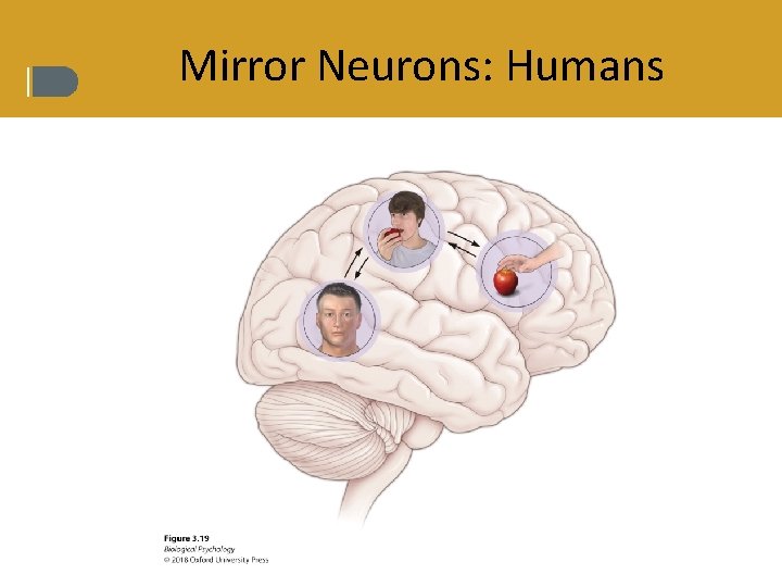 Mirror Neurons: Humans 