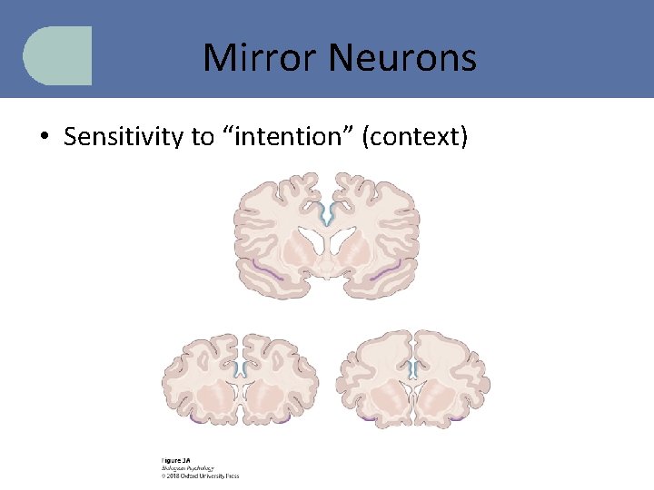 Mirror Neurons • Sensitivity to “intention” (context) 