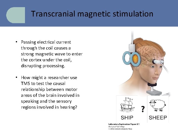 Transcranial magnetic stimulation • Passing electrical current through the coil causes a strong magnetic