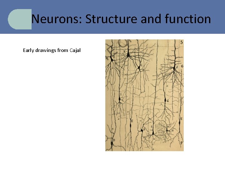 Neurons: Structure and function Early drawings from Cajal 