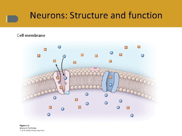 Neurons: Structure and function Cell membrane 
