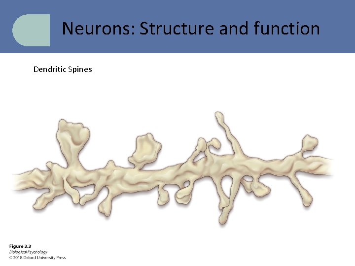 Neurons: Structure and function Dendritic Spines 