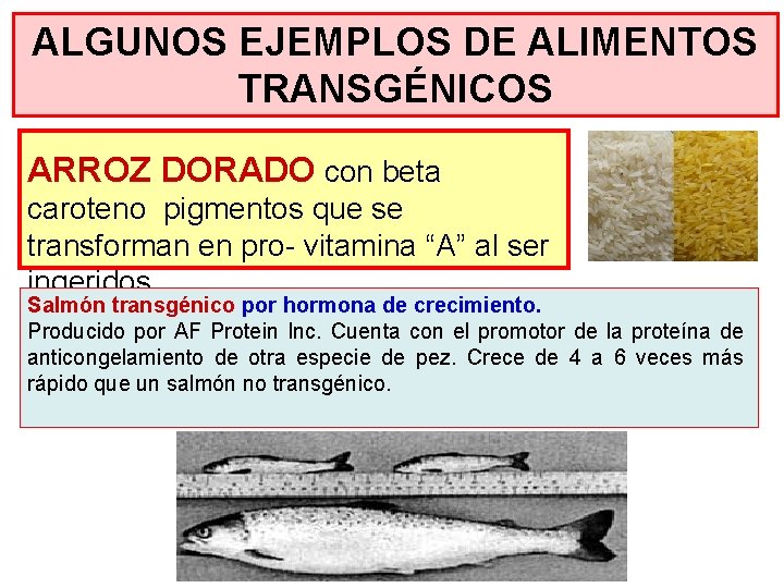 ALGUNOS EJEMPLOS DE ALIMENTOS TRANSGÉNICOS ARROZ DORADO con beta caroteno pigmentos que se transforman