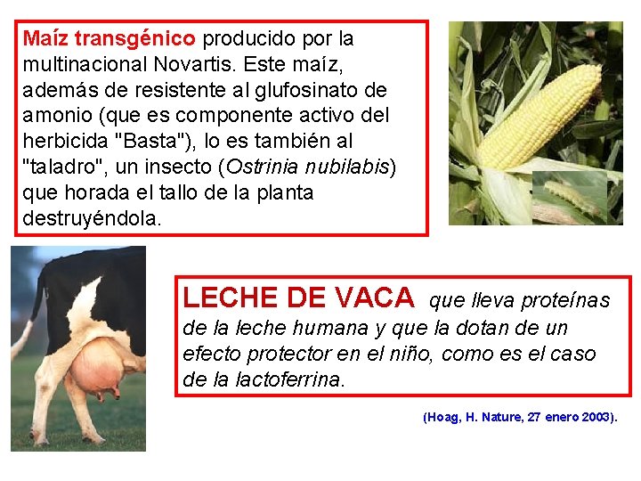 Maíz transgénico producido por la multinacional Novartis. Este maíz, además de resistente al glufosinato