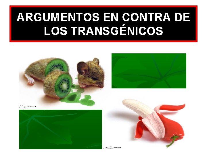 ARGUMENTOS EN CONTRA DE LOS TRANSGÉNICOS 