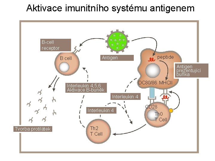 Aktivace imunitního systému antigenem B-cell receptor B cell Antigen peptide Antigen prezentující buňka DC