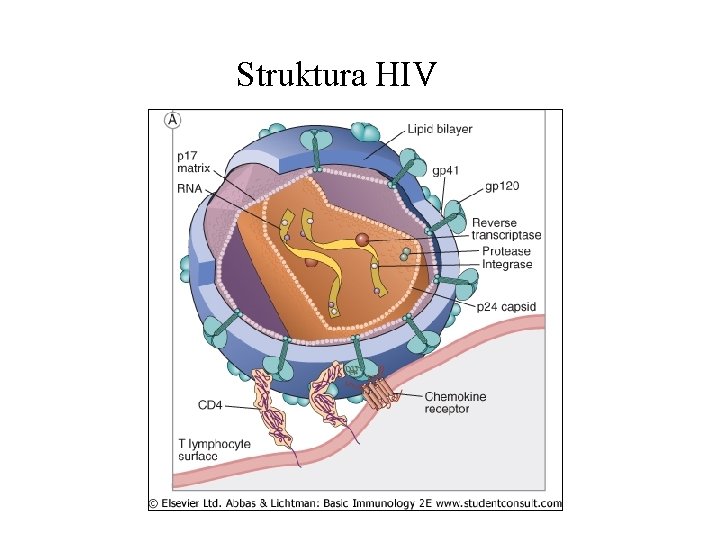 Struktura HIV 
