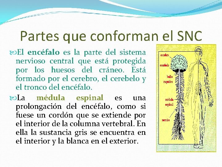 Partes que conforman el SNC El encéfalo es la parte del sistema nervioso central