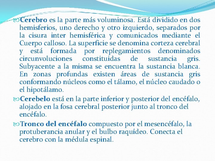  Cerebro es la parte más voluminosa. Está dividido en dos hemisferios, uno derecho