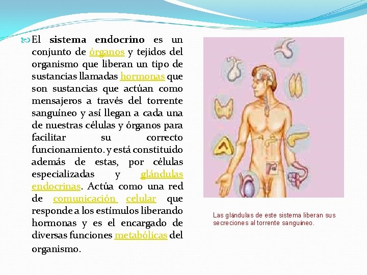  El sistema endocrino es un conjunto de órganos y tejidos del organismo que