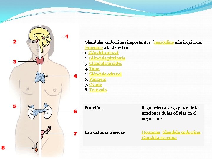 Glándulas endocrinas importantes. (masculino a la izquierda, femenino a la derecha). 1. Glándula pineal