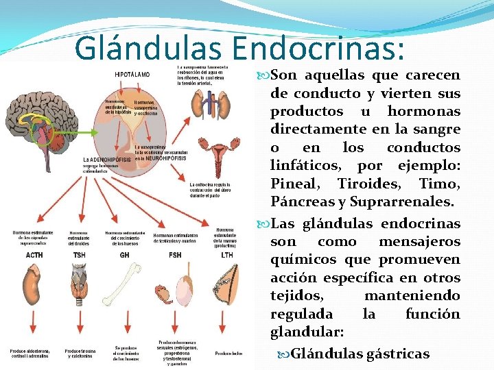 Glándulas Endocrinas: Son aquellas que carecen de conducto y vierten sus productos u hormonas